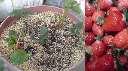 イチゴ栽培 家庭菜園での甘いイチゴ栽培方法